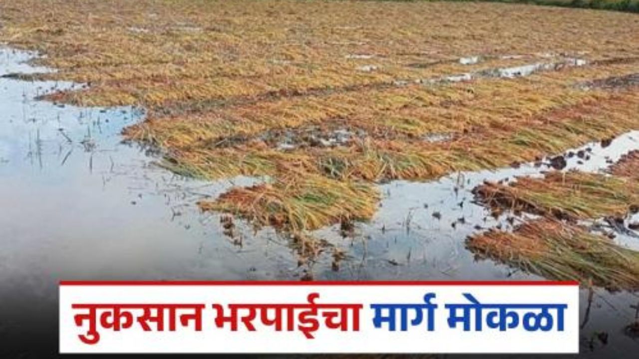 अखेर सहा महिन्यांनी या जिल्ह्यातील आठ हजार शेतकऱ्यांचे पिक विम्याचे पैसे मिळण्यास सुरवात pik vima yojana