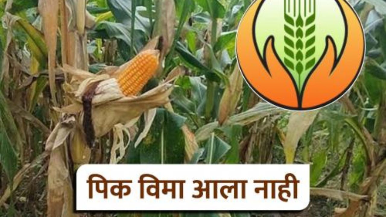 Pik Vima 2025 : पीक विमा आला नाही किंवा कमी आला असल्यास काय कराल? वाचा सविस्तर